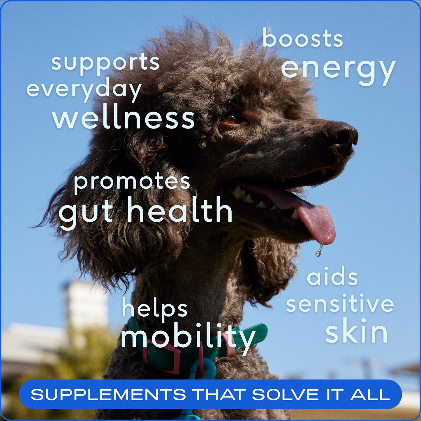 Native Pet Dog Vitamins & Supplements - 11-in-1 Multivitamin Powder for Dogs Food Topper - Collagen, Glucosamine, Probiotics, Omega & More- Supports Healthy Gut, Mobility & Overall Health -60 Scoops